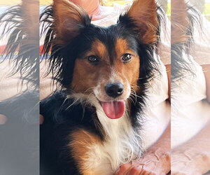 Mutt Dogs for adoption in Crandall, GA, USA