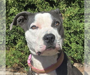 Bulldog Dogs for adoption in Albuquerque, NM, USA