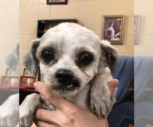 Shih Tzu Dogs for adoption in Calverton, NY, USA