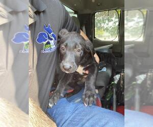 Labrador Retriever Dogs for adoption in Bakersfield, CA, USA
