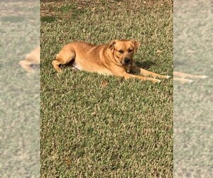 Labrador Retriever Dogs for adoption in Bandera, TX, USA