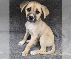 Pointer-Unknown Mix Dogs for adoption in HESPERIA, CA, USA