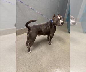 American Bulldog-Unknown Mix Dogs for adoption in Las Vegas, NV, USA