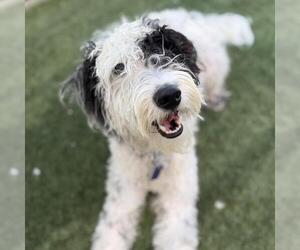 Goldendoodle (Miniature) Dogs for adoption in San Diego, CA, USA
