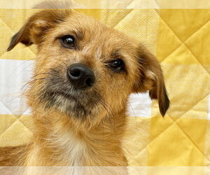 Mutt Dogs for adoption in Spring Lake, NJ, USA