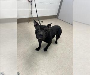 American Pit Bull Terrier Dogs for adoption in Saginaw, MI, USA