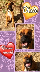 Boxer Dogs for adoption in Franklinton, LA, USA