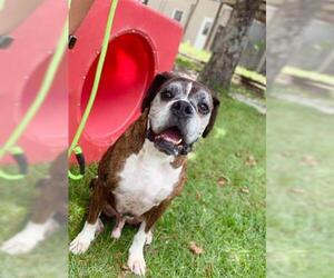 Boxer Dogs for adoption in Supply, NC, USA