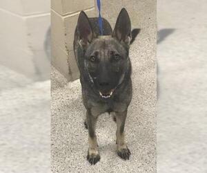 Mutt Dogs for adoption in Conroe, TX, USA