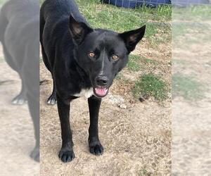 German Shepherd Dog-Unknown Mix Dogs for adoption in Waco, TX, USA