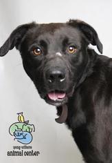 Borador Dogs for adoption in Knoxville, TN, USA