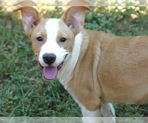 Black Mouth Cur-Unknown Mix Dogs for adoption in Tallahassee, FL, USA