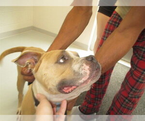 American Pit Bull Terrier Dogs for adoption in Ocala, FL, USA
