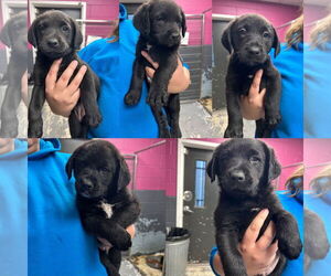 Labrador Retriever-Unknown Mix Dogs for adoption in Jackson Township, NJ, USA