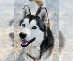 Alaskan Malamute Dogs for adoption in Salinas, CA, USA