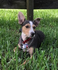 Basenji-Unknown Mix Dogs for adoption in Davie, FL, USA