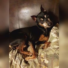 Miniature Pinscher Dogs for adoption in Princeton, MN, USA