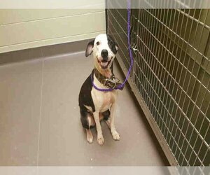 Border Collie-Unknown Mix Dogs for adoption in Norman, OK, USA