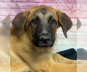 Anatolian Shepherd-Saint Bernard Mix Dogs for adoption in Lakewood, CO, USA