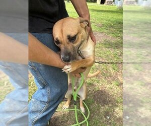 Small Black Mouth Cur