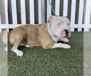 American Pit Bull Terrier Dogs for adoption in Modesto, CA, USA