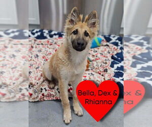 Mutt Dogs for adoption in San Leon, TX, USA