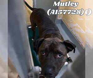 Mastiff-Unknown Mix Dogs for adoption in Tulsa, OK, USA