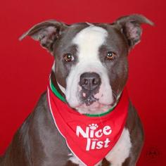 American Staffordshire Terrier-Unknown Mix Dogs for adoption in Northbrook, IL, USA