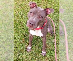 American Staffordshire Terrier-Weimaraner Mix Dogs for adoption in Fort Lauderdale, FL, USA