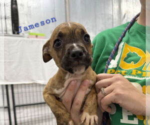 Mutt Dogs for adoption in Evansville, IN, USA