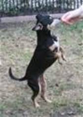 Chipin Dogs for adoption in Pleasanton, CA, USA