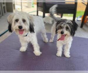 Havanese Dogs for adoption in Menifee, CA, USA