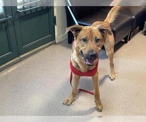 German Shepherd Dog-Unknown Mix Dogs for adoption in Pasadena, CA, USA