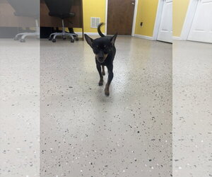 Chihuahua Dogs for adoption in York, SC, USA