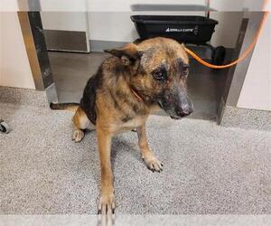 German Shepherd Dog-Unknown Mix Dogs for adoption in Houston, TX, USA