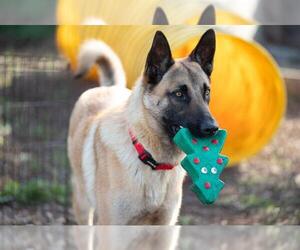Anatolian Shepherd-Unknown Mix Dogs for adoption in Santa Cruz, CA, USA