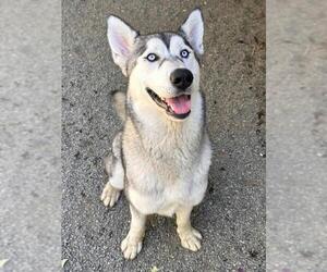 Siberian Husky Dogs for adoption in Woodland, CA, USA