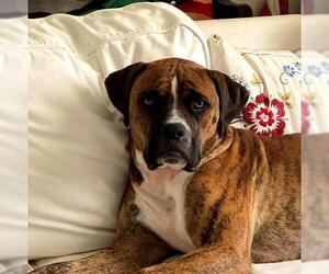 Boxer-Mastiff Mix Dogs for adoption in Fredericksburg, VA, USA