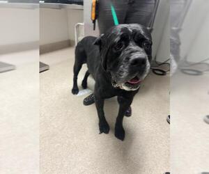 Mutt Dogs for adoption in Bakersfield, CA, USA