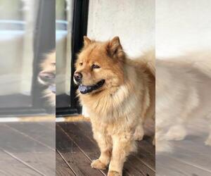 Chow Chow-Unknown Mix Dogs for adoption in La Mesa, CA, USA