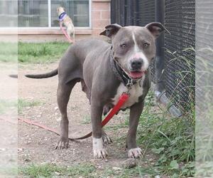 American Staffordshire Terrier-Unknown Mix Dogs for adoption in San Antonio, TX, USA
