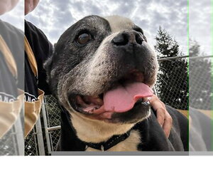 Mutt Dogs for adoption in Sacramento, CA, USA