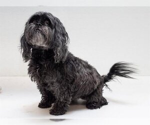 ShihPoo Dogs for adoption in Belleville, IL, USA
