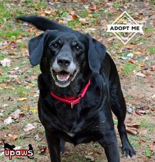 Mutt Dogs for adoption in Negaunee, MI, USA
