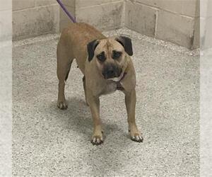 Mutt Dogs for adoption in Conroe, TX, USA