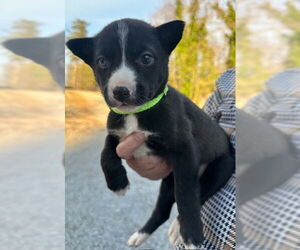Huskies -Unknown Mix Dogs for adoption in Roaring River, NC, USA
