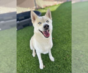 Siberian Husky Dogs for adoption in Chula Vista, CA, USA