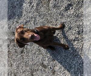 Labrador Retriever Dogs for adoption in Columbus, NC, USA