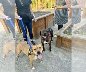American Pit Bull Terrier-Unknown Mix Dogs for adoption in Williamsburg, IA, USA