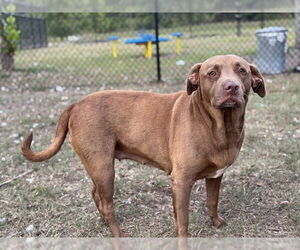 Labrador Retriever-Unknown Mix Dogs for adoption in Tavares, FL, USA